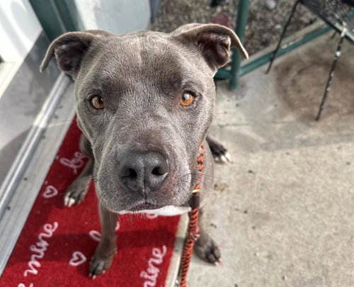 picture of the dog needing adoption