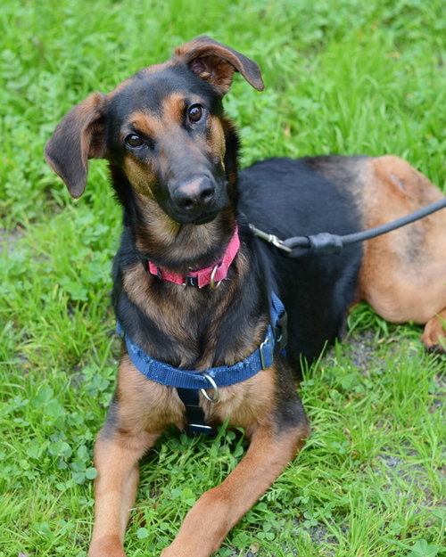 picture of the dog needing adoption