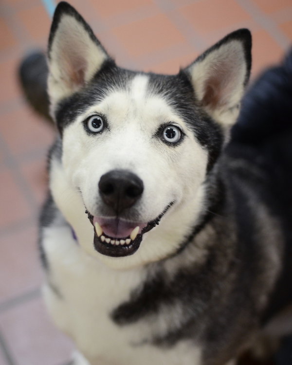 Siberian Husky