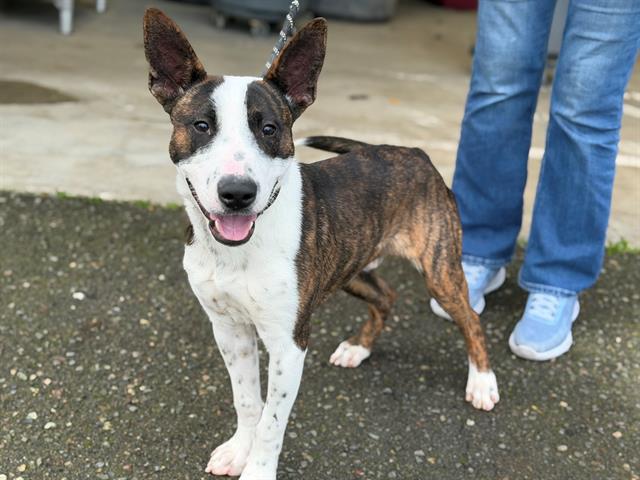 Comet A438314