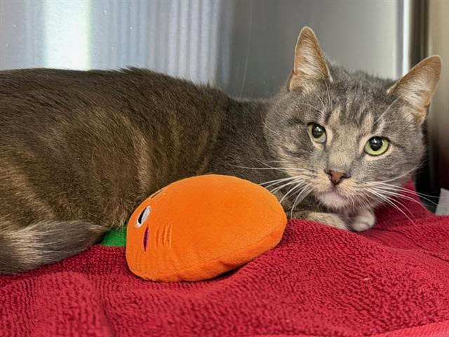 Payton A439476