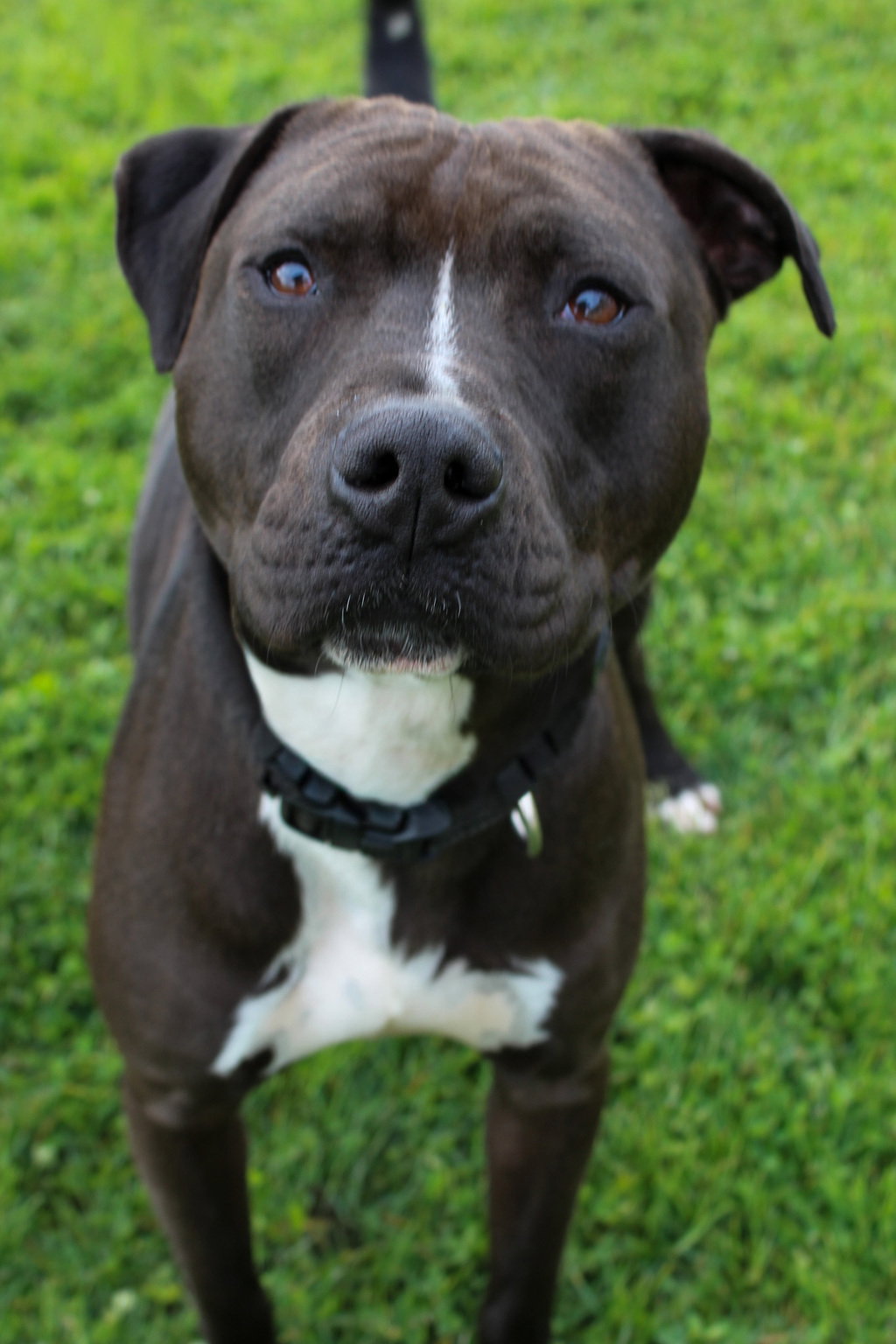 Buddy 51516