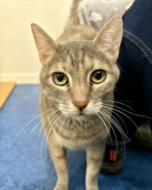 picture of the cat needing adoption
