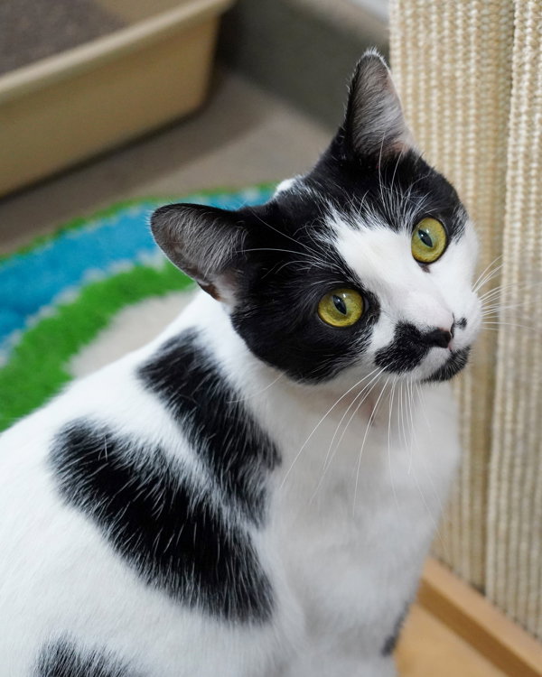 Jazzy 289518 Image