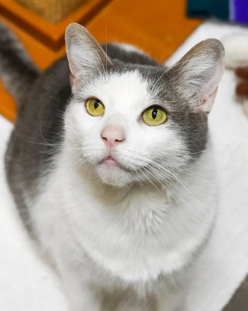 picture of the cat needing adoption