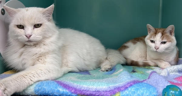 Lady308224 & Peanut 308228 Image