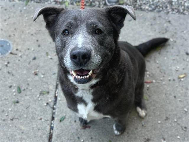 Maple A438562