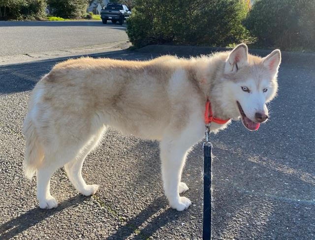 Siberian Husky