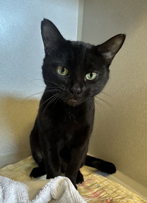 picture of the cat needing adoption