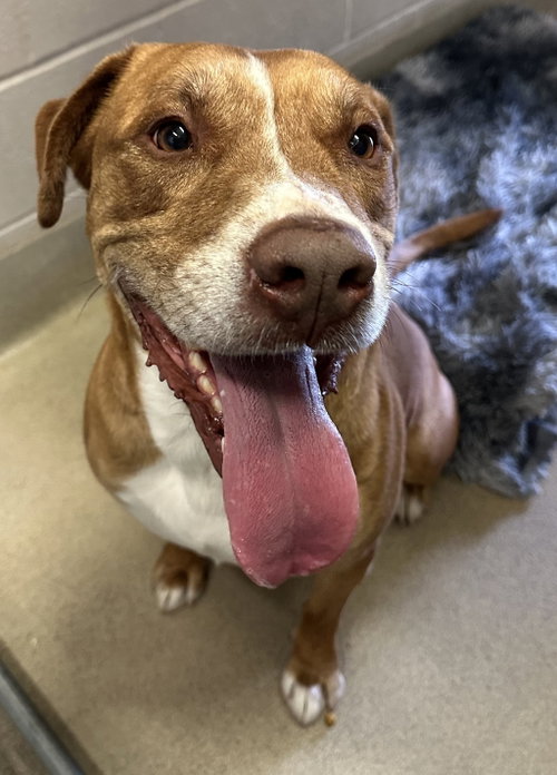 picture of the dog needing adoption