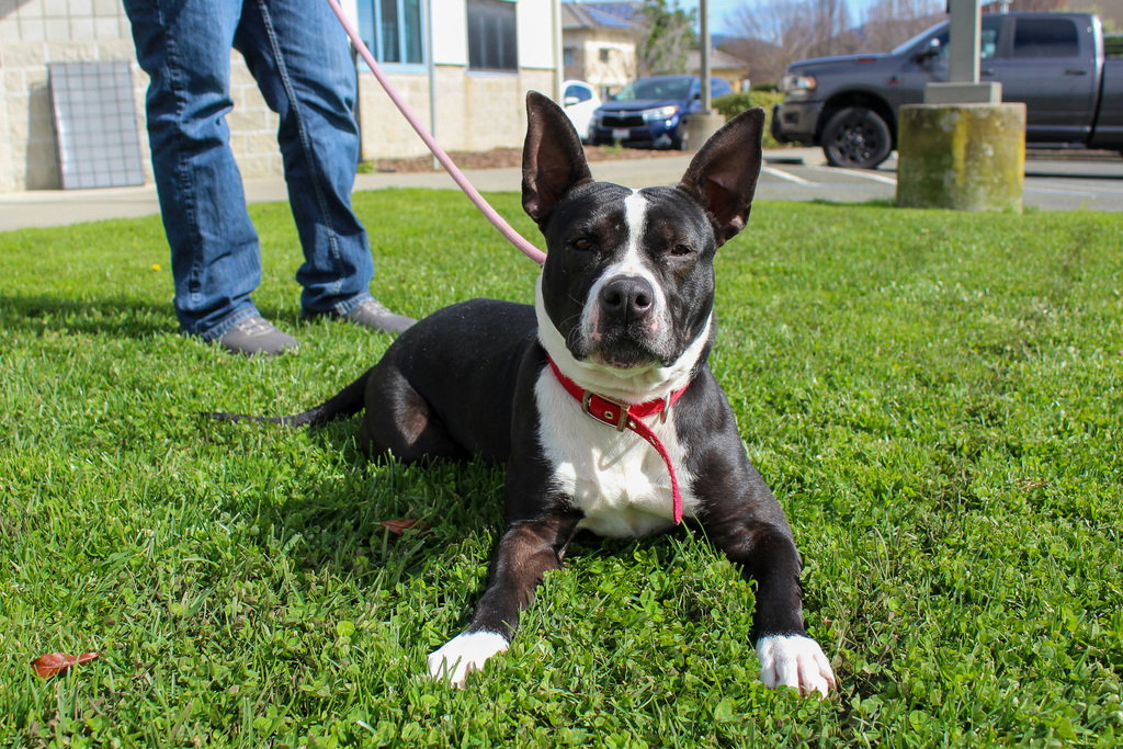 Pit Bull