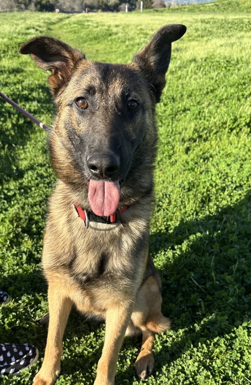 picture of the dog needing adoption