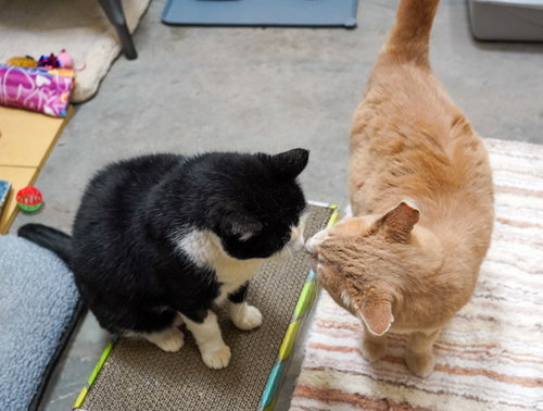 Ace 307197 & King 307198, an adoptable Domestic Short Hair in Petaluma, CA
