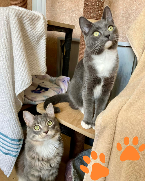 Alessandro 307681 and Isabella 307678, an adoptable Domestic Short Hair in Petaluma, CA