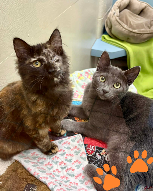 Beanie Baby 307669 and Silverstine 307230, an adoptable Domestic Short Hair in Petaluma, CA