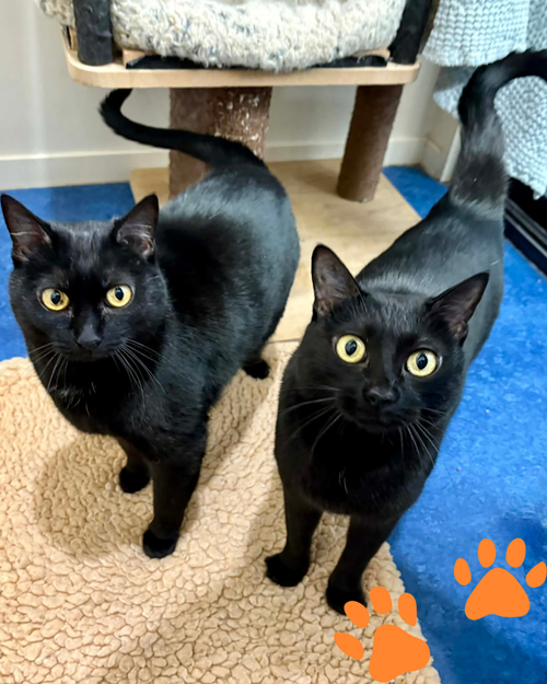 Ramona 238433 and Haiku 238432, an adoptable Domestic Short Hair in Petaluma, CA