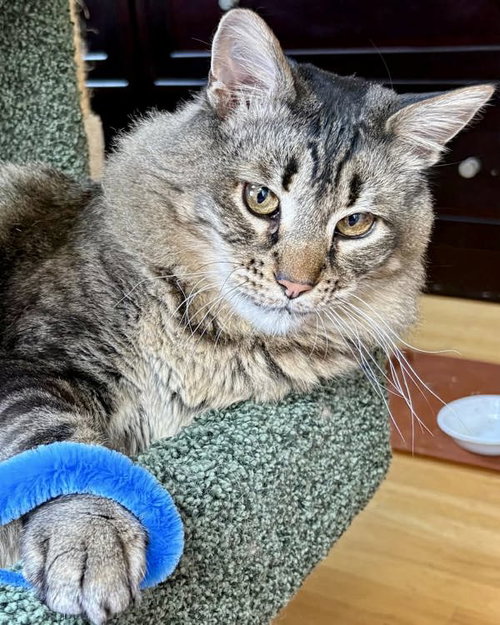Tiger 308478, an adoptable Domestic Medium Hair in Petaluma, CA