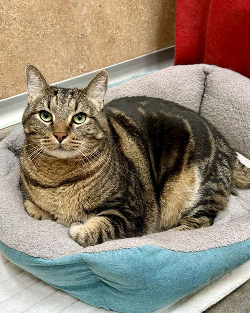 Czar 308820, an adoptable Domestic Medium Hair in Petaluma, CA