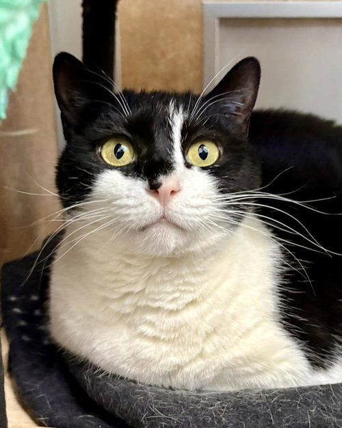 Frida 307936, an adoptable Domestic Medium Hair in Petaluma, CA