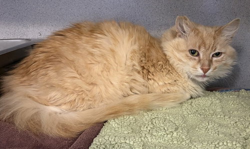 Theodore 51903, an adoptable Domestic Medium Hair in Petaluma, CA