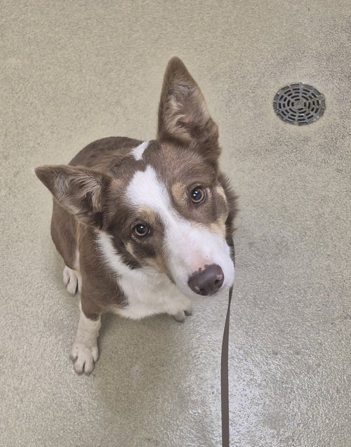 Amber 52321, an adoptable Border Collie in Petaluma, CA