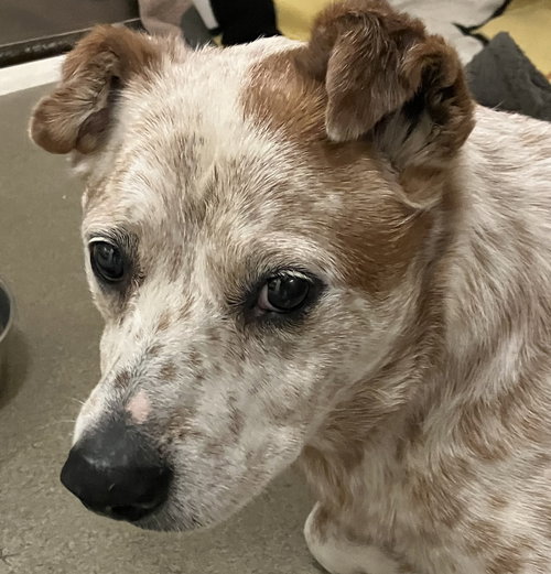 Bodee 52158, an adoptable Australian Cattle Dog in Petaluma, CA