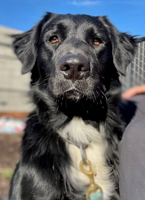 Sokka 40235, an adoptable Border Collie in Petaluma, CA