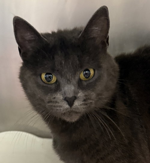 Cinder 51649, an adoptable Domestic Short Hair in Petaluma, CA