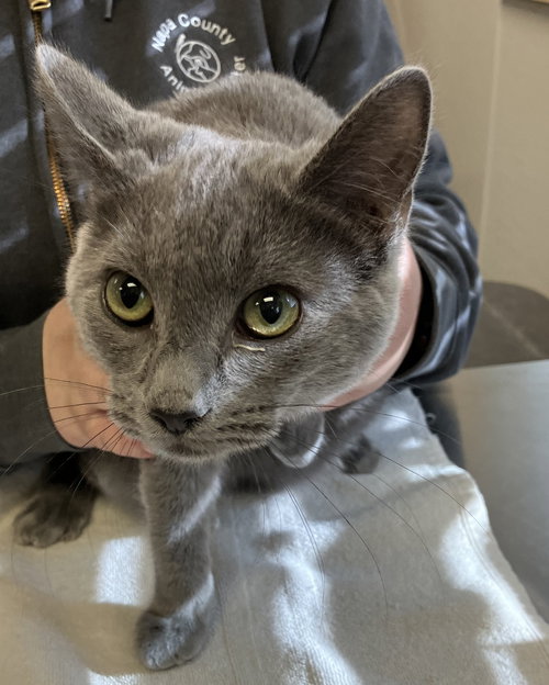 Grayson 51158, an adoptable Domestic Short Hair in Petaluma, CA