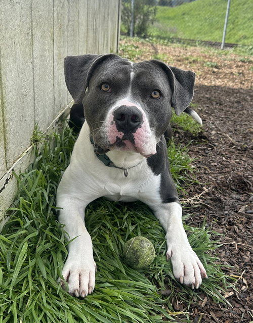Broccoli 51807, an adoptable American Staffordshire Terrier in Petaluma, CA
