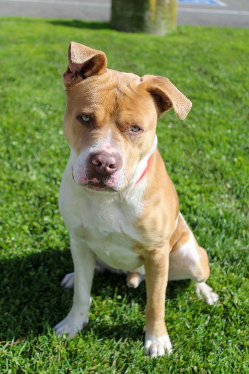 Chico 51825, an adoptable American Pit Bull Terrier in Petaluma, CA
