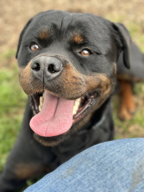 Dino 51755, an adoptable Rottweiler in Petaluma, CA