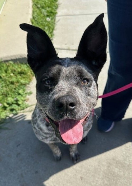 Josie 51754, an adoptable Pit Bull Terrier in Petaluma, CA