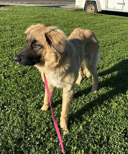 Ranger 51816, an adoptable German Shepherd Dog in Petaluma, CA