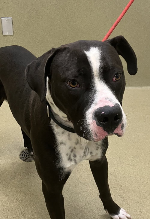 Rocket 51653, an adoptable Pit Bull Terrier in Petaluma, CA