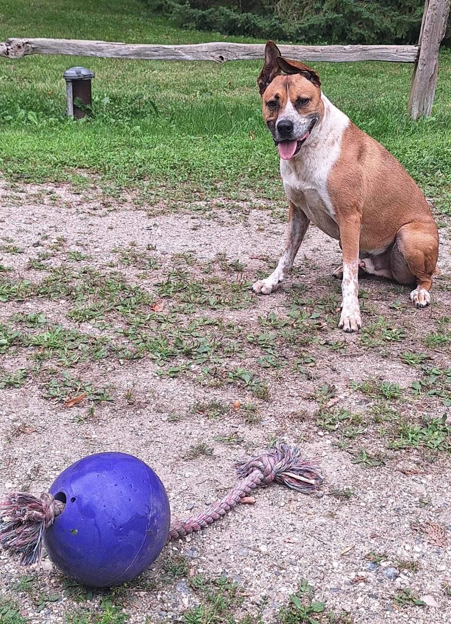 adoptable Dog in Detroit Lakes, MN named Chrome