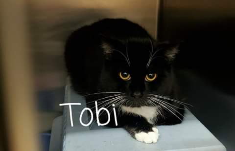 Tobi, photo 9