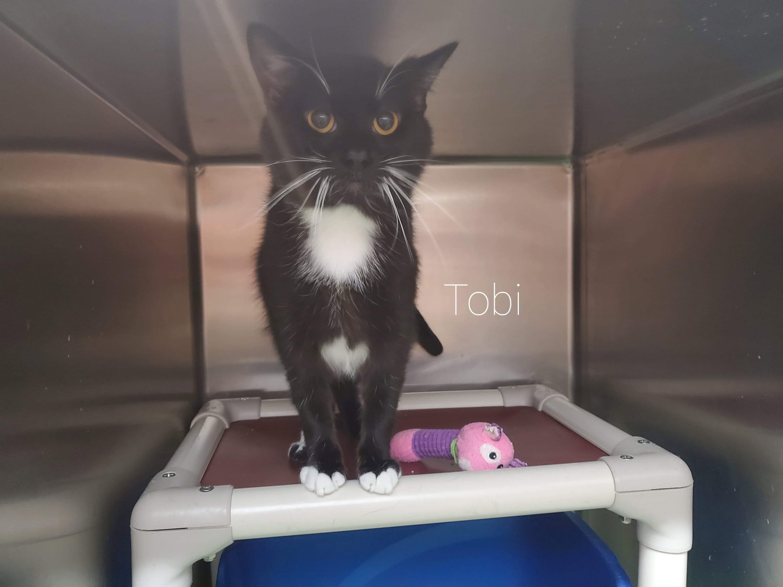 Tobi, photo 6