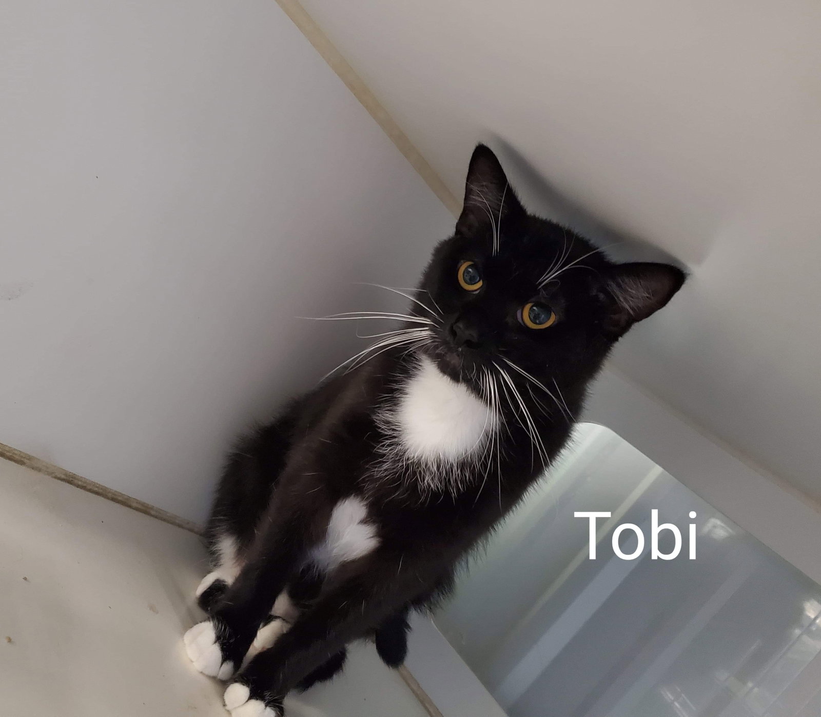 Tobi, photo 7