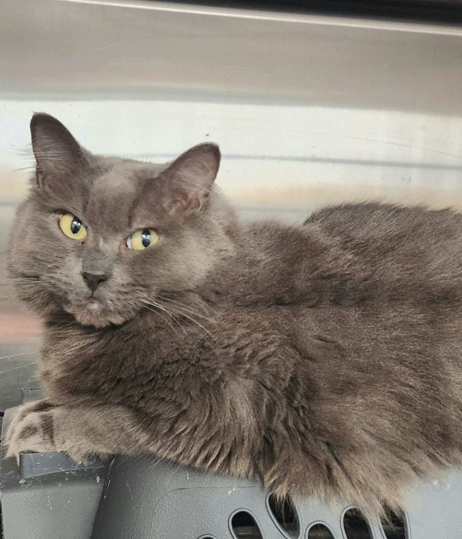 adoptable Cat in Detroit Lakes, MN named Dextra & Yoda (Bonded pair)