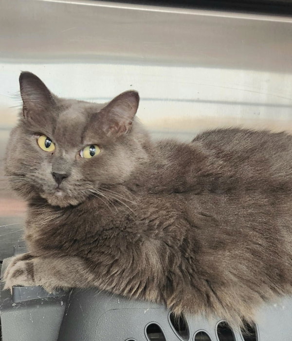 Dextra & Yoda (Bonded pair)
