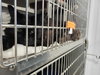 Dextra & Yoda (Bonded pair)