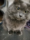 Dextra & Yoda (Bonded pair)