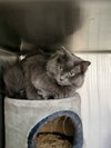 Dextra & Yoda (Bonded pair)