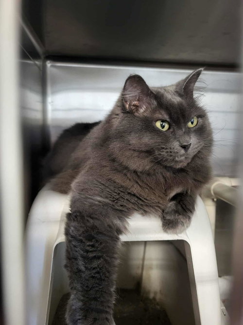 Dextra (Bonded w/Yoda), an adoptable Domestic Long Hair in Detroit Lakes, MN