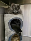 Dextra (Bonded w/Yoda) - Photo 2