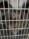 Dextra (Bonded w/Yoda) - Photo 3