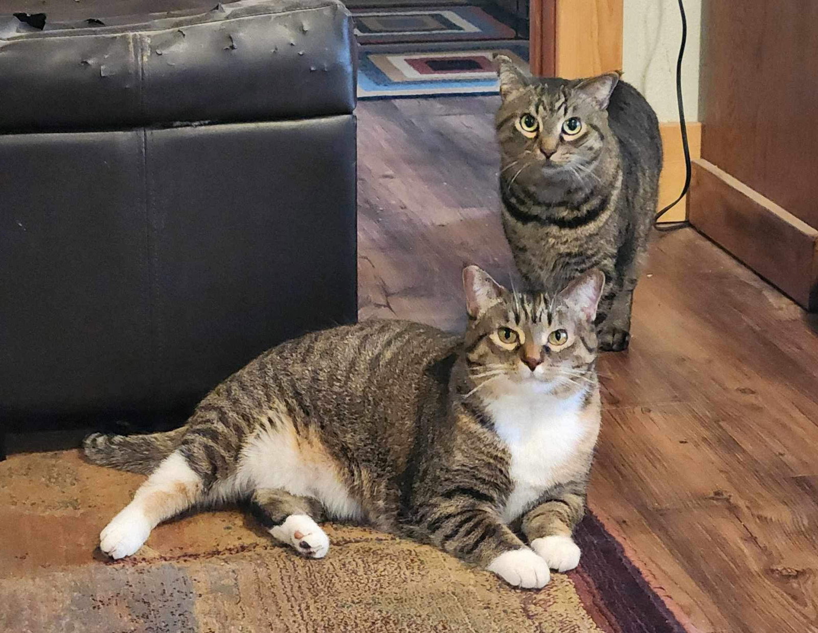 Aster & Pansy (Bonded pair)