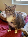 Aster (Bonded w/Pansy)