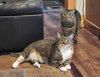 Aster (Bonded w/Pansy) - Photo 4